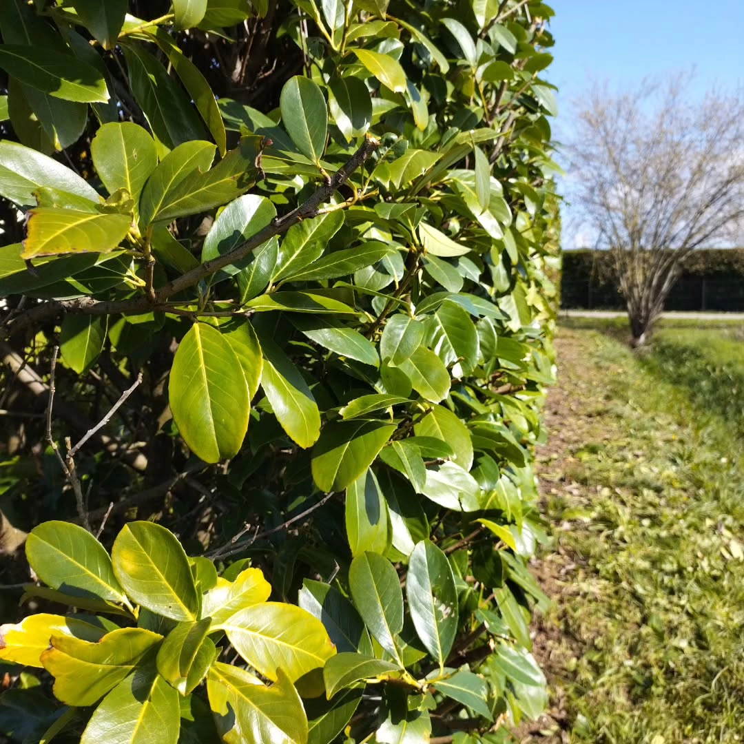 Au Jardin – Alladio Jérôme taille de haies et entretien de jardin