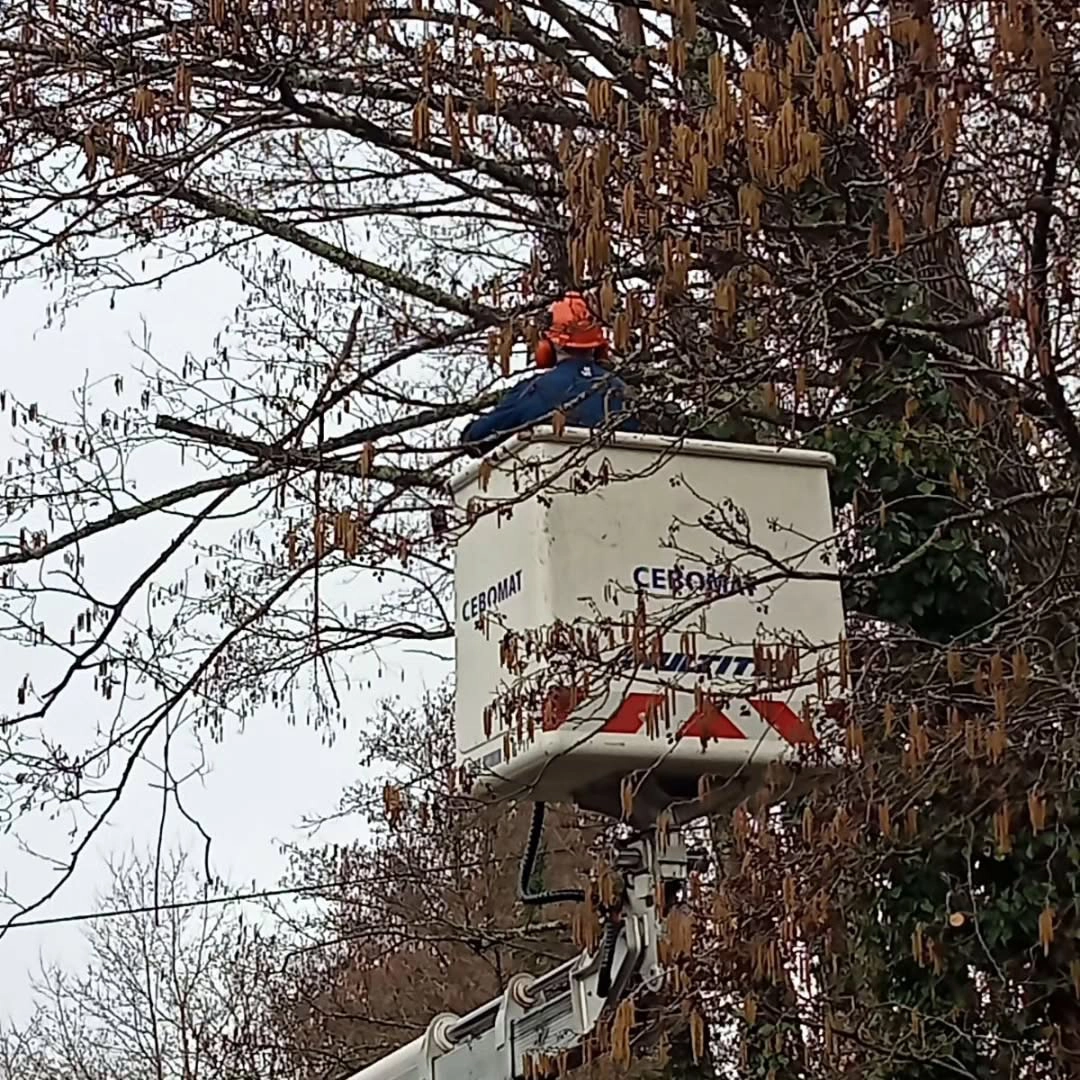 Au Jardin – Alladio Jérôme élagage d'arbre professionnels