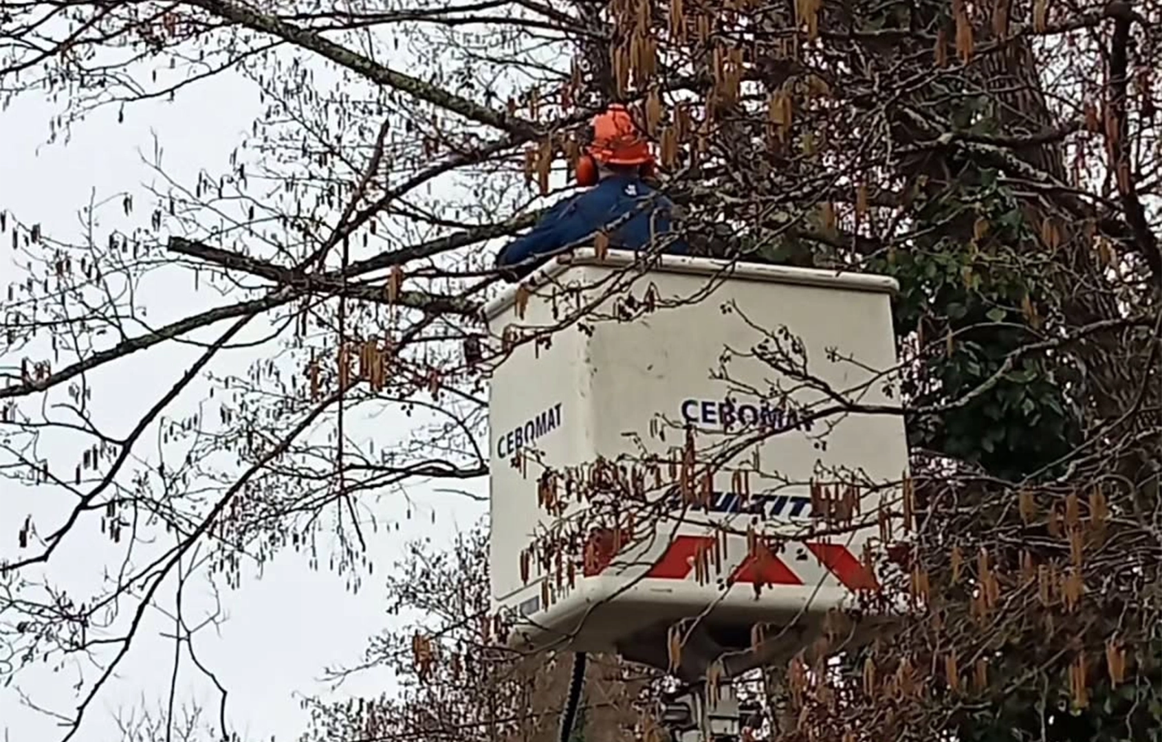 Au Jardin – Alladio Jérôme nos services : élagage